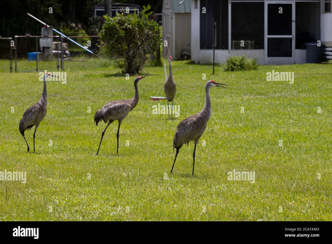 Sand Hill Cranes in einem Wohnhinterhof im Zentrum von Florida Stockfoto