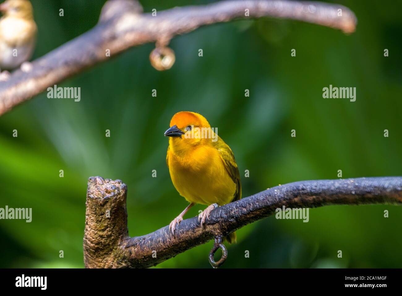 Ein Taveta Weber steht auf dem Ast. Der Name des Vogels kommt von der einzigartigen Zeichnung/Färbung des Vogels. Stockfoto