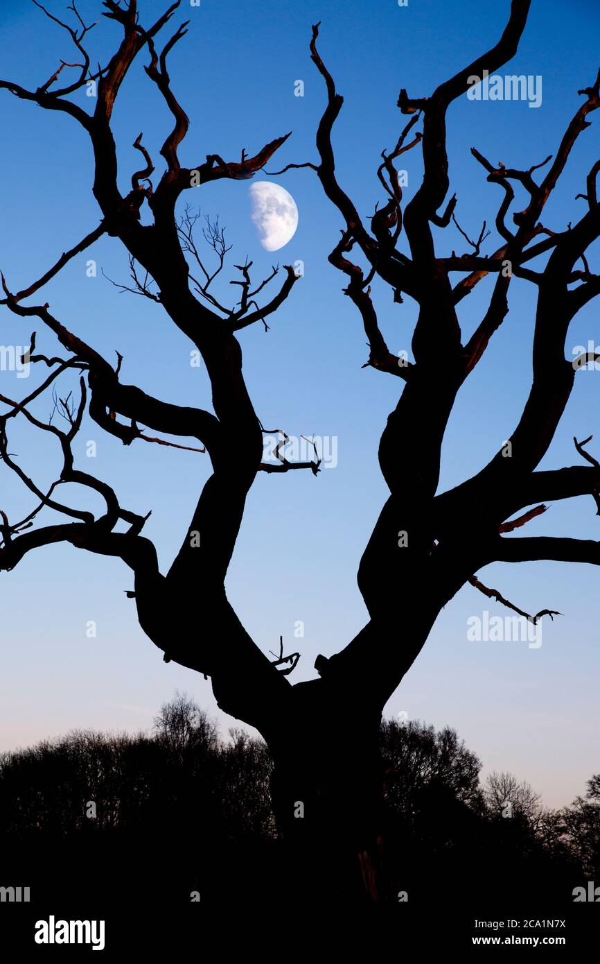 Der Mond steigt in einem Winterhimmel hinter den verschnauften Ästen eines blattlosen Baumes auf. Stockfoto