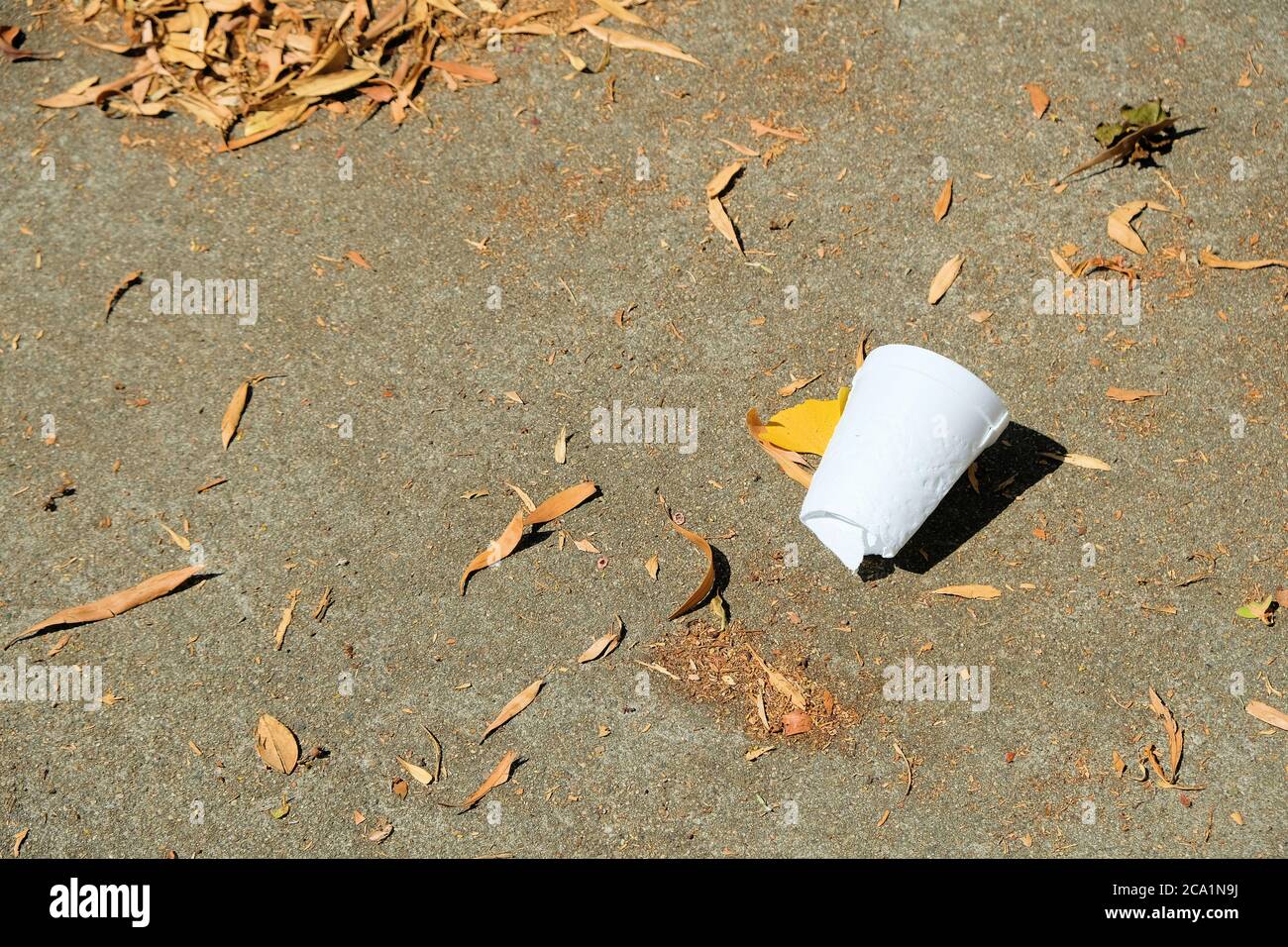 Zerquetschte weiße Schaumkaffeetasse, die einen Betonweg neben getrockneten Blättern übersäte; Mangel an bürgerschaftlicher Pflicht, eine saubere Umwelt beizubehalten. Stockfoto