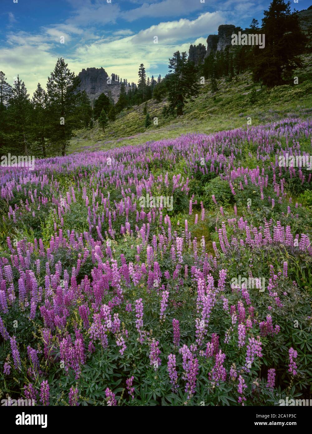 Lupine, Emigrant Wilderness, Stanislaus National Forest, Sierra Nevada Mountains, Kalifornien Stockfoto