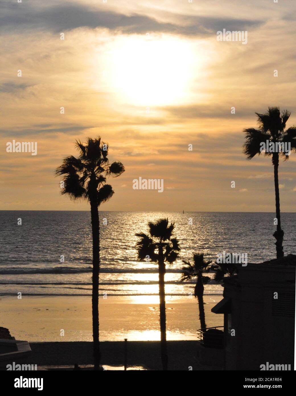 Palmen im Sonnenuntergang Stockfoto