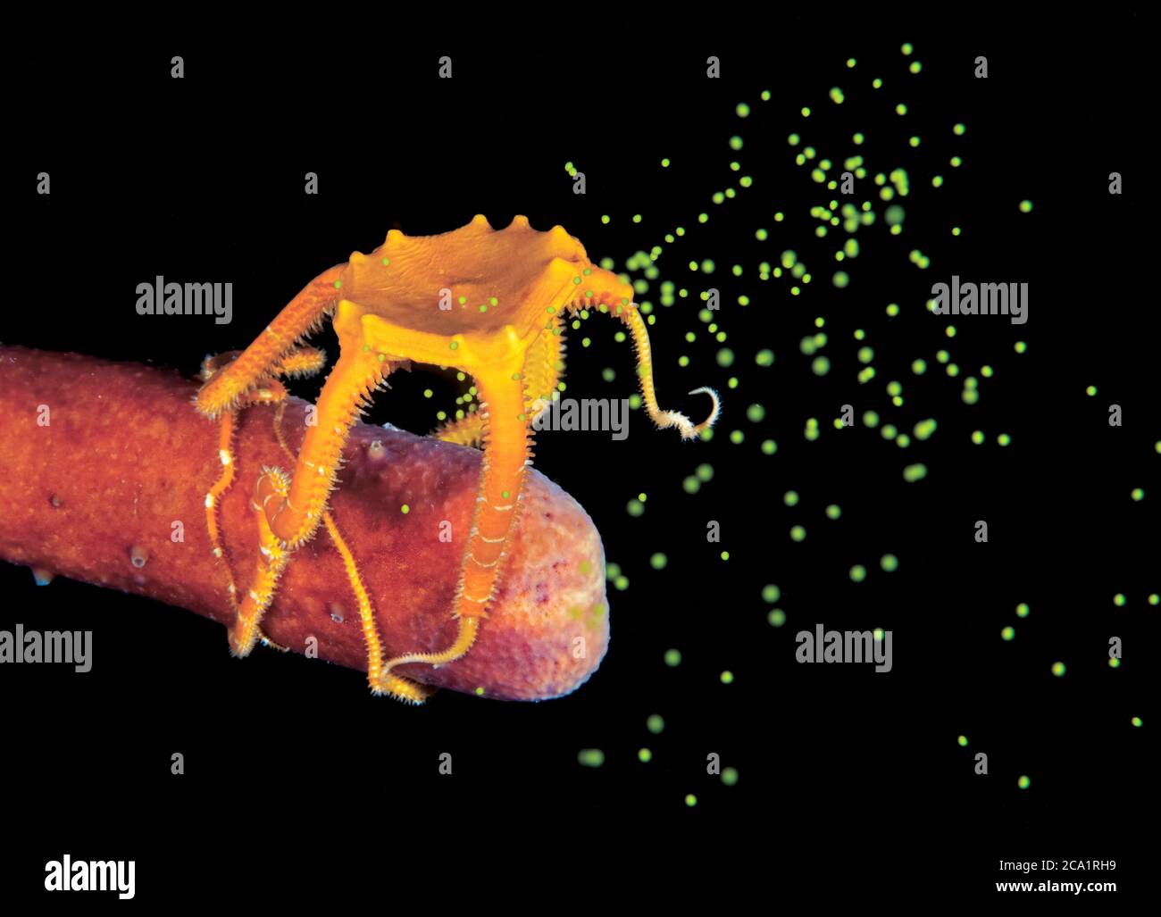 Knalliger brüchiger Stern, Ophioderma ensiferum, seine Eier beim Laichen in der Nacht, Bonaire, ABC-Inseln, Karibik Niederlande, Karibik Meer, ATL Stockfoto