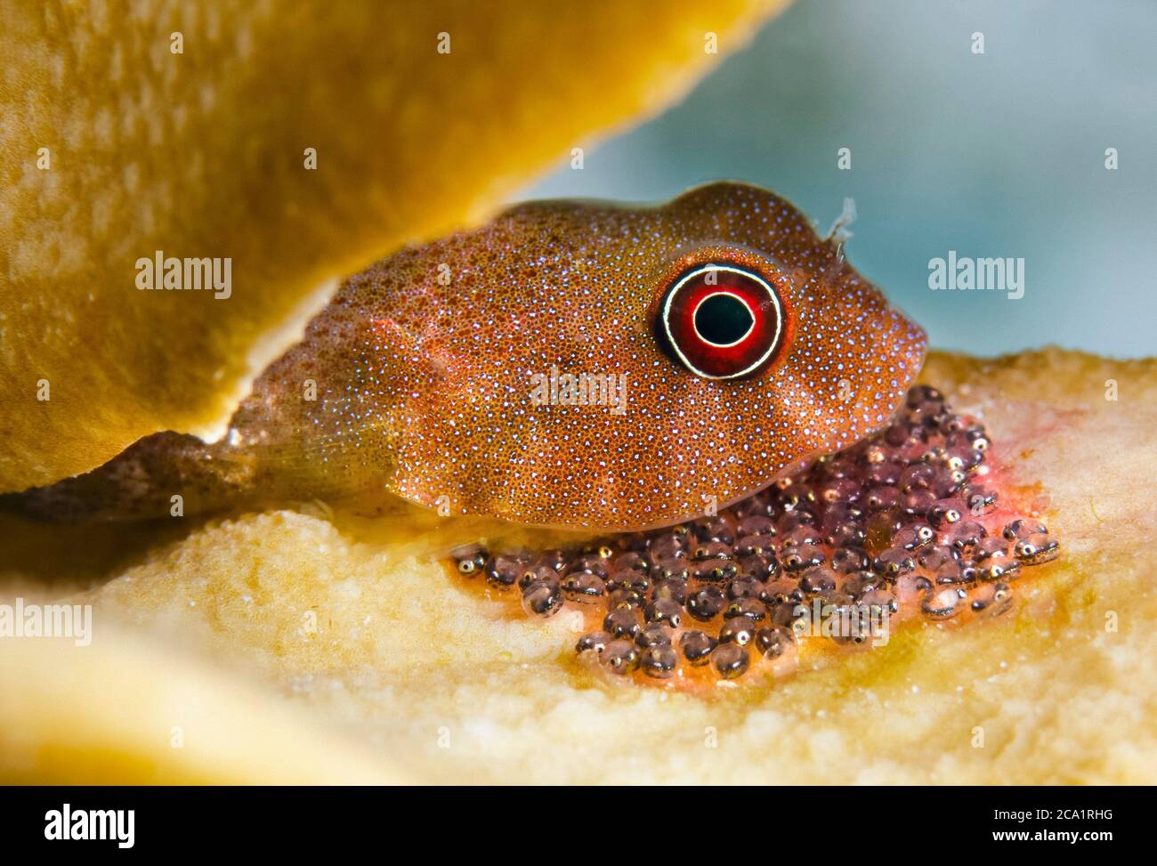 Rote clingfish, Acyrtus rubiginosus, bewacht seine Eier, Bonaire, ABC-Inseln, Karibik Niederlande, Karibik, Atlantik Stockfoto