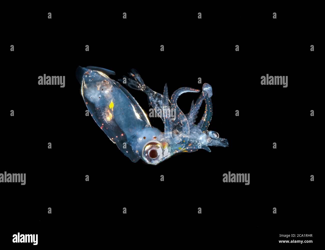 Nicht identifizierte Tintenfische attackieren und essen eine Garnele während Blackwater tauchen, vor Palm Beach, Florida Atlantischer Ozean Stockfoto