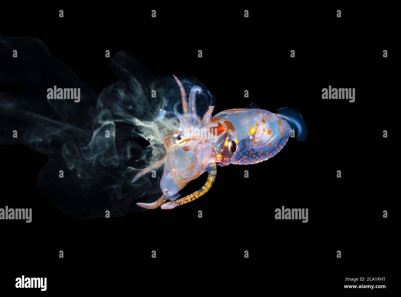 Ein jugendlicher Histioteuthid Squid, der einen paralarvalen Pyroteuthid Squid attackiert und isst, ist das arme Opfer in einem vergeblichen defensiven Manuver während bla einfärben Stockfoto