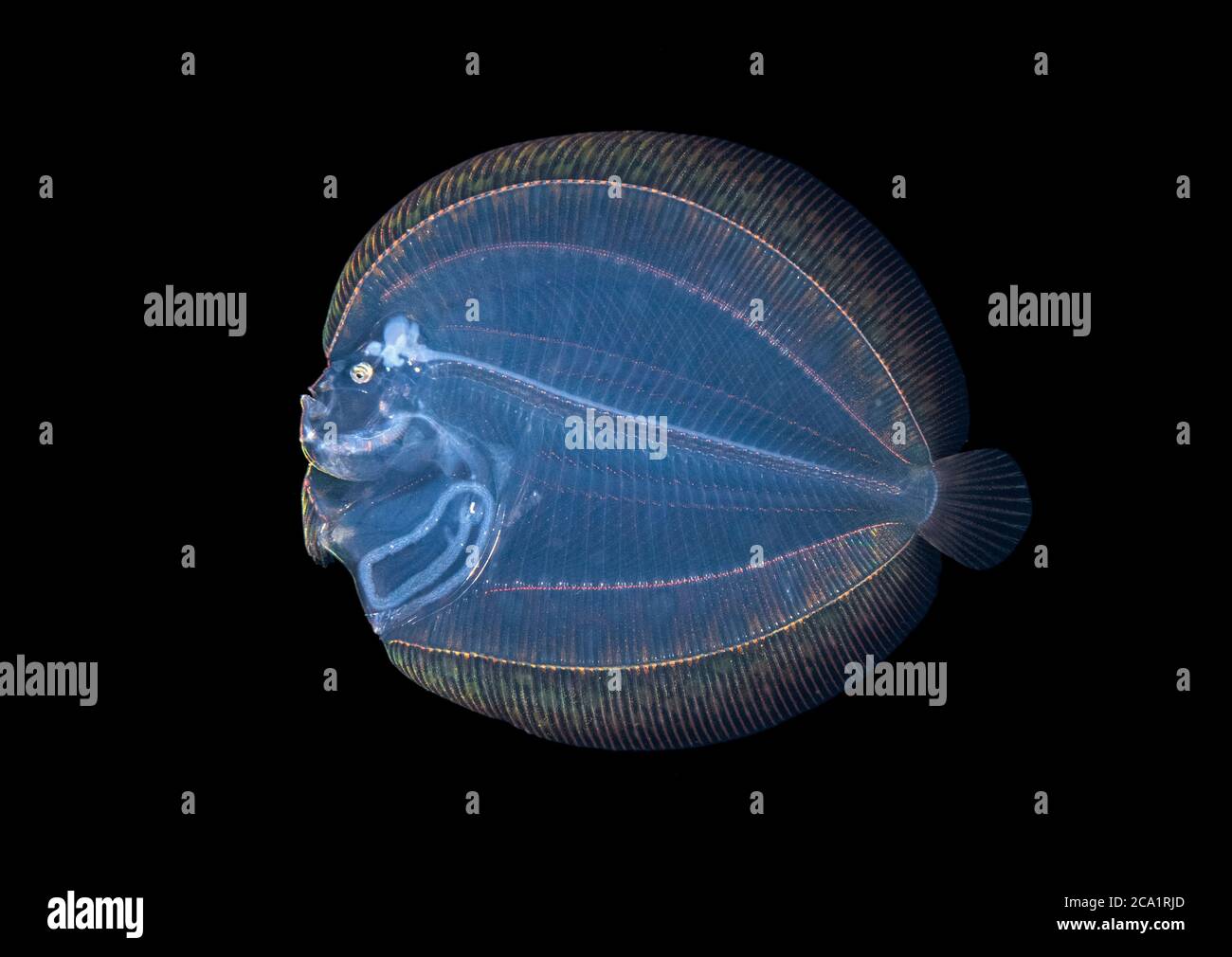 pfauenflunder Larve, Bothus lunatus, fotografiert während einer während Schwarzwasser-Drift-Tauchgang, im offenen Ozean bei 30 Fuß mit Boden bei 600 plus Fuß belo Stockfoto