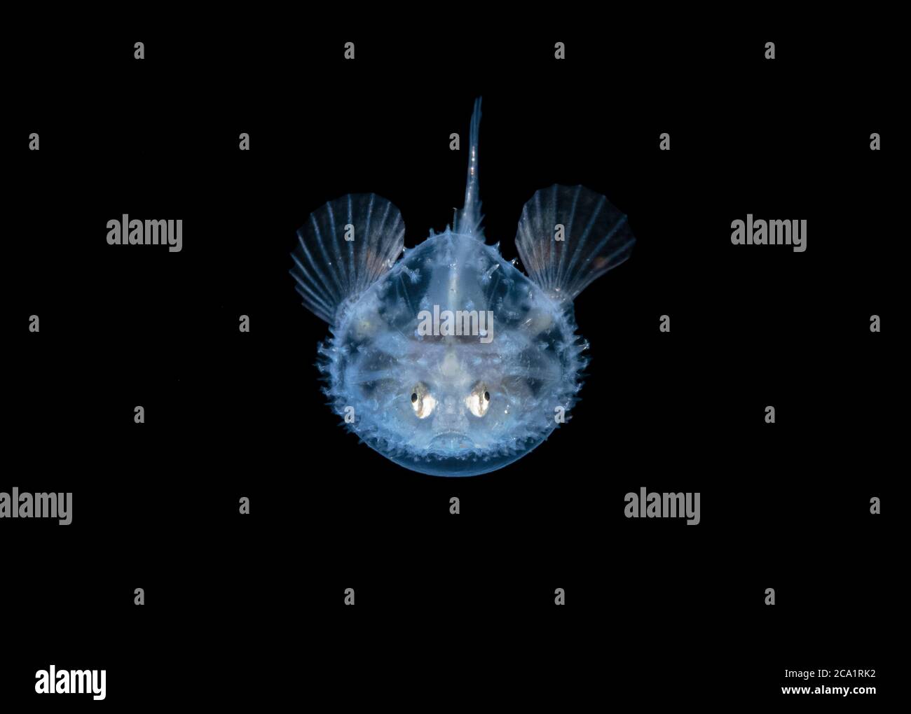 Larval Pancake Batfish, Halieutichthys aculeatus, fotografiert während des Schwarzwassertauchens in etwa 50 Fuß mit dem Boden mehr als 600 Fuß unter, Palm Stockfoto