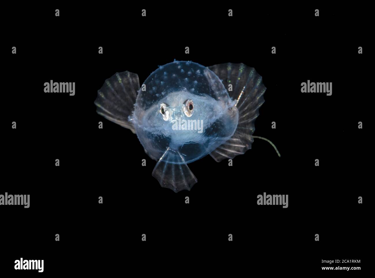 Larval Pancake Batfish, Halieutichthys aculeatus, fotografiert während des Schwarzwassertauchens in etwa 50 Fuß mit dem Boden mehr als 600 Fuß unter, Palm Stockfoto