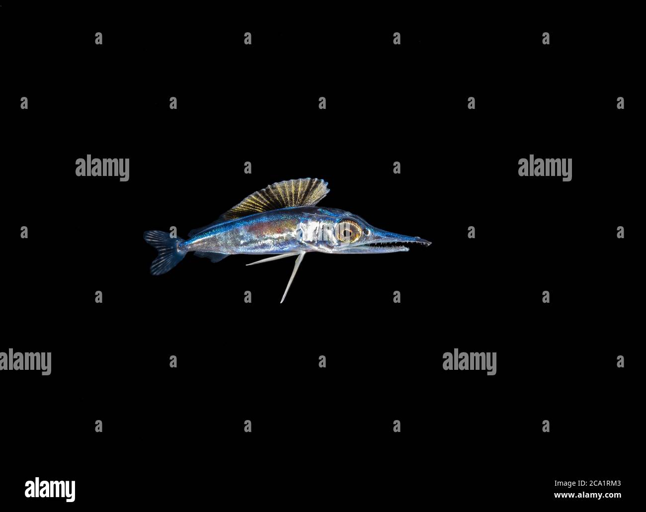 Black Marlin Fish Stockfotos Und Bilder Kaufen Alamy
