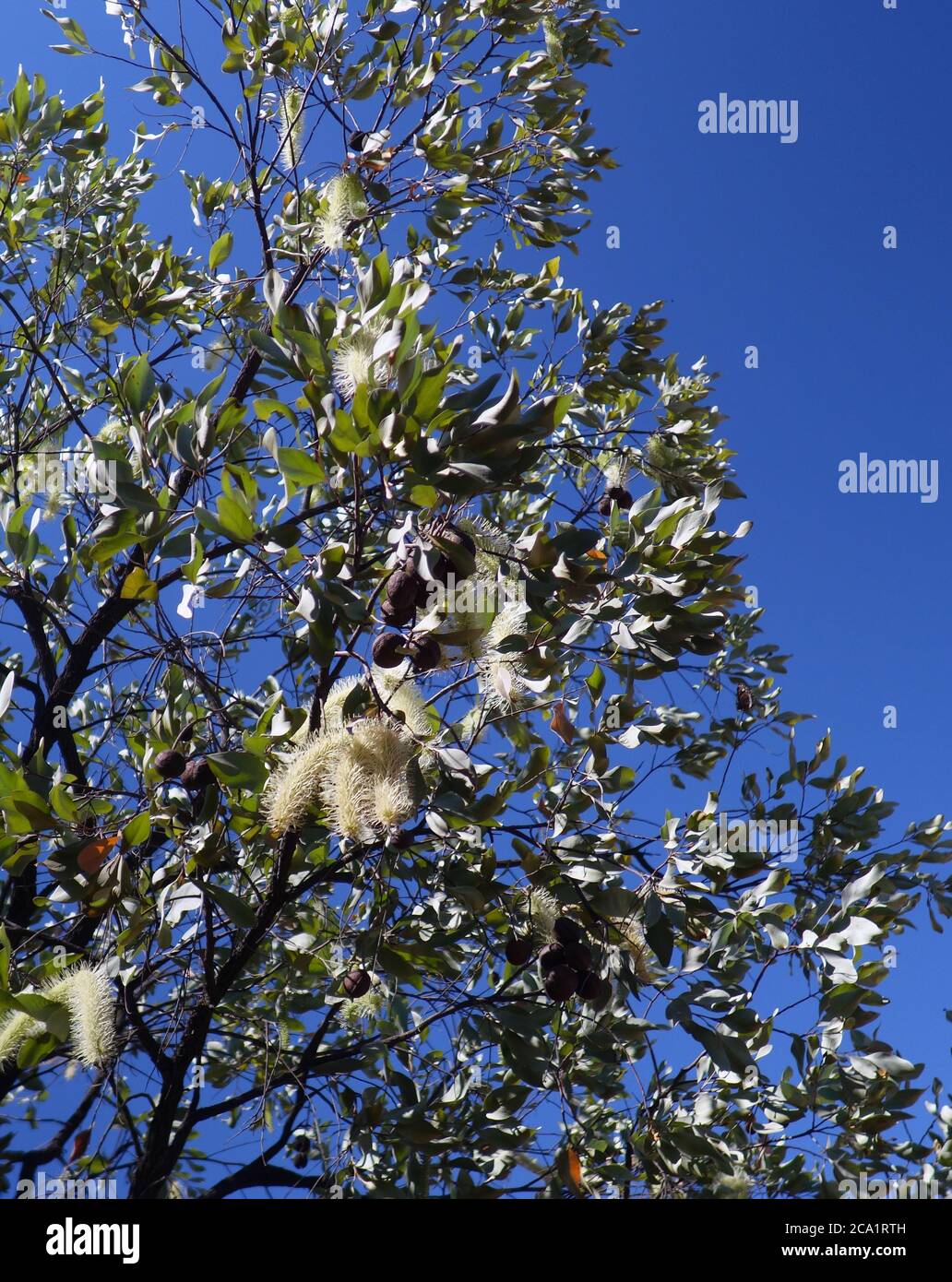 Blühender Elfenbeinkräuselbaum (Buckinghamia celcissima), Mt Surprise, Outback Queensland, Australien Stockfoto