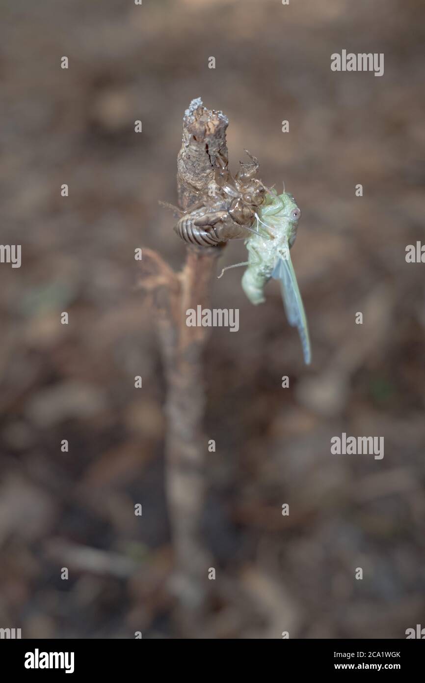 Eine Zikaden tauchte frisch aus ihrem Nymphen Exoskelett auf. Stockfoto