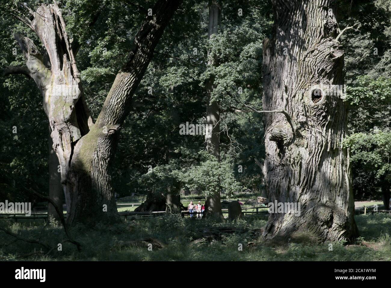 Ivenack, Deutschland. Juli 2020. Die Besucher sind auf dem Weg hinter die tausendjährigen Eichen. Experten zufolge geht es den 800 bis 1050 Jahre alten englischen Eichen im ehemaligen "Hudewald" im Ivenack Zoo überraschend gut, die Dürre kann ihnen nicht schaden. Die gute Lage mit lehmigem Boden am Ivenack-See ist möglicherweise der entscheidende Faktor. Quelle: Bernd Wüstneck/dpa-Zentralbild/dpa/Alamy Live News Stockfoto