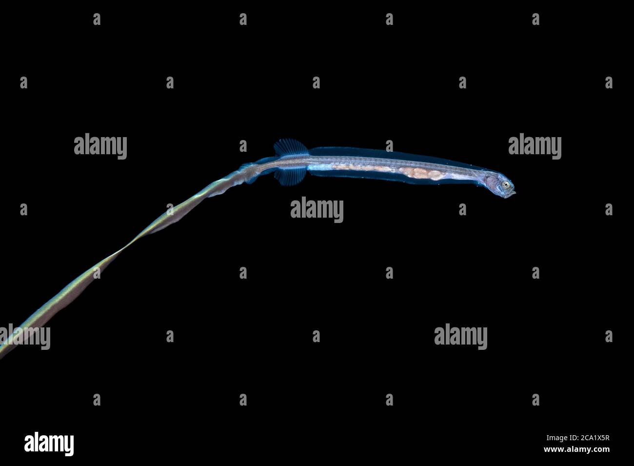 Extrem seltene Fotografie eines Larvenwels oder Tapetale, eines cetomimiformen Fisches der Familie Cetomimidae - sie gehören zu den am meisten lebenden Fischen Stockfoto