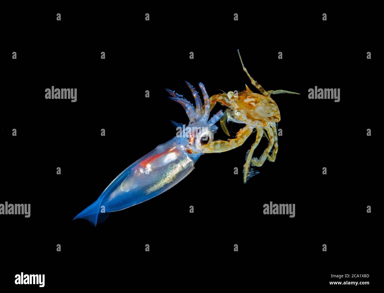 Eine pelagische Sargassum schwimmende Krabbe, Portunus sayi, füttert an einem nicht identifizierten Tintenfisch, fotografiert während eines Schwarzwassertauchgangs, vor Palm Beach, Florida, USA Stockfoto