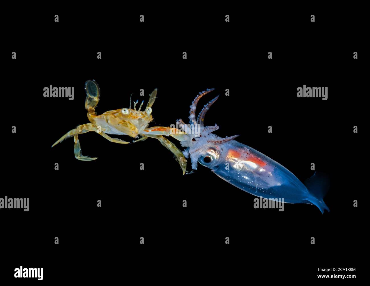 Eine pelagische Sargassum schwimmende Krabbe, Portunus sayi, füttert an einem nicht identifizierten Tintenfisch, fotografiert während eines Schwarzwassertauchgangs, vor Palm Beach, Florida, USA Stockfoto