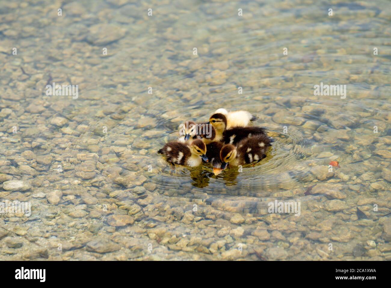 Foto von Baby Enten schwimmen in einem Teich Stockfoto