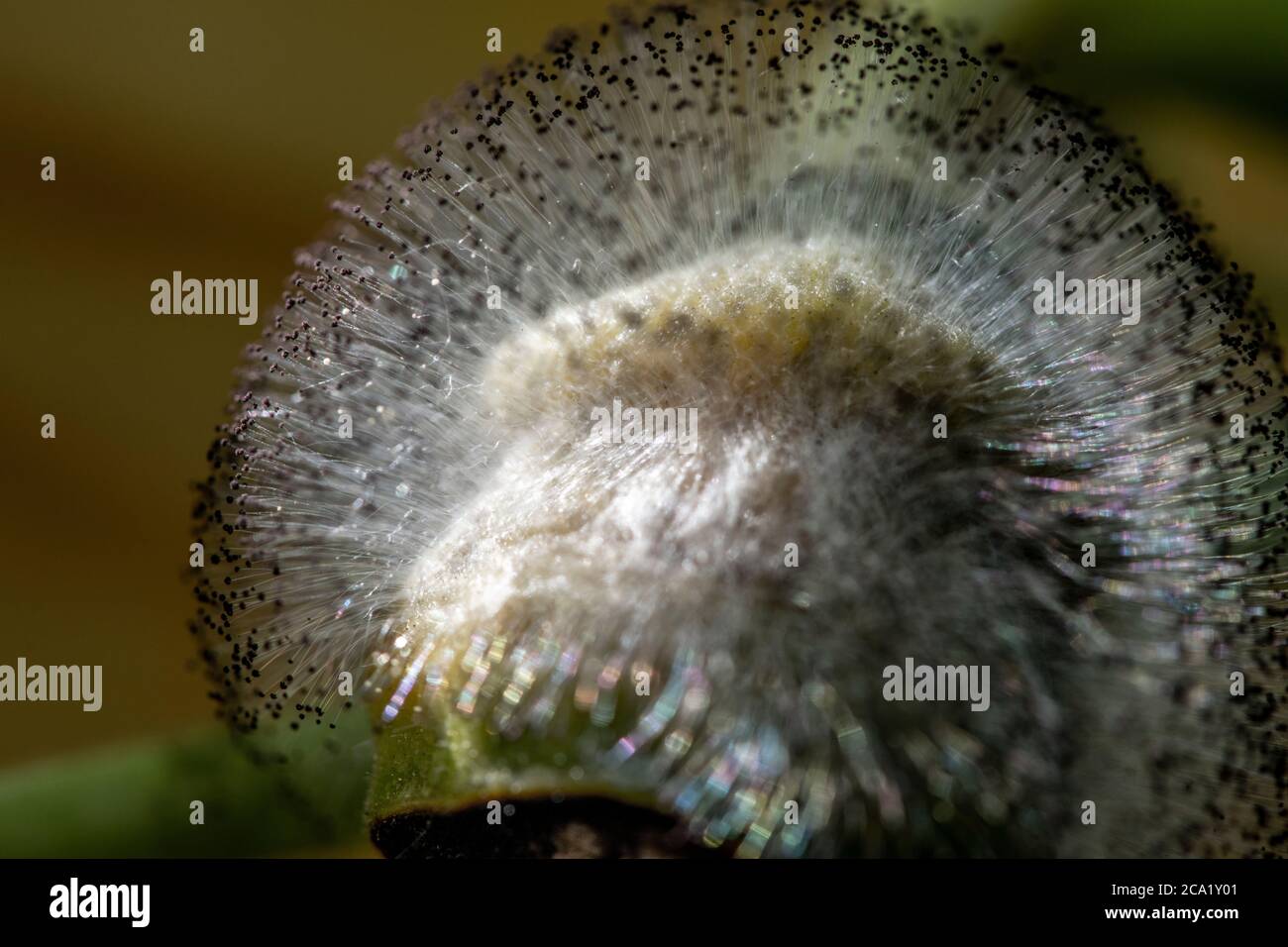 Squashblütenfäule wächst auf einer jungen Butterblume Squashfrucht. Stockfoto