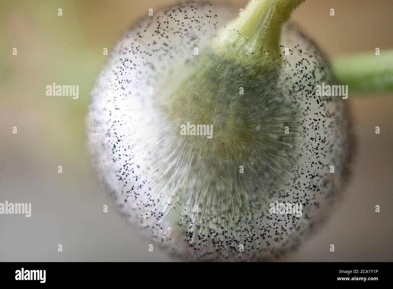 Squashblütenfäule wächst auf einer jungen Butterblume Squashfrucht. Stockfoto