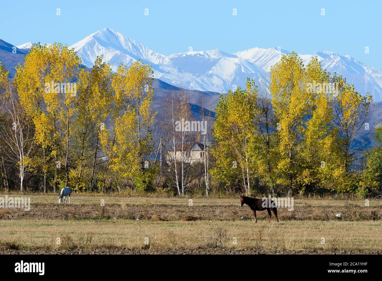 Land Kirgisistan in Zentralasien mit Herbstbäumen und schneebedeckten Bergkette dahinter. Landwirtschaft im ländlichen kirgisischen Gebiet in der Provinz Chuy. Stockfoto
