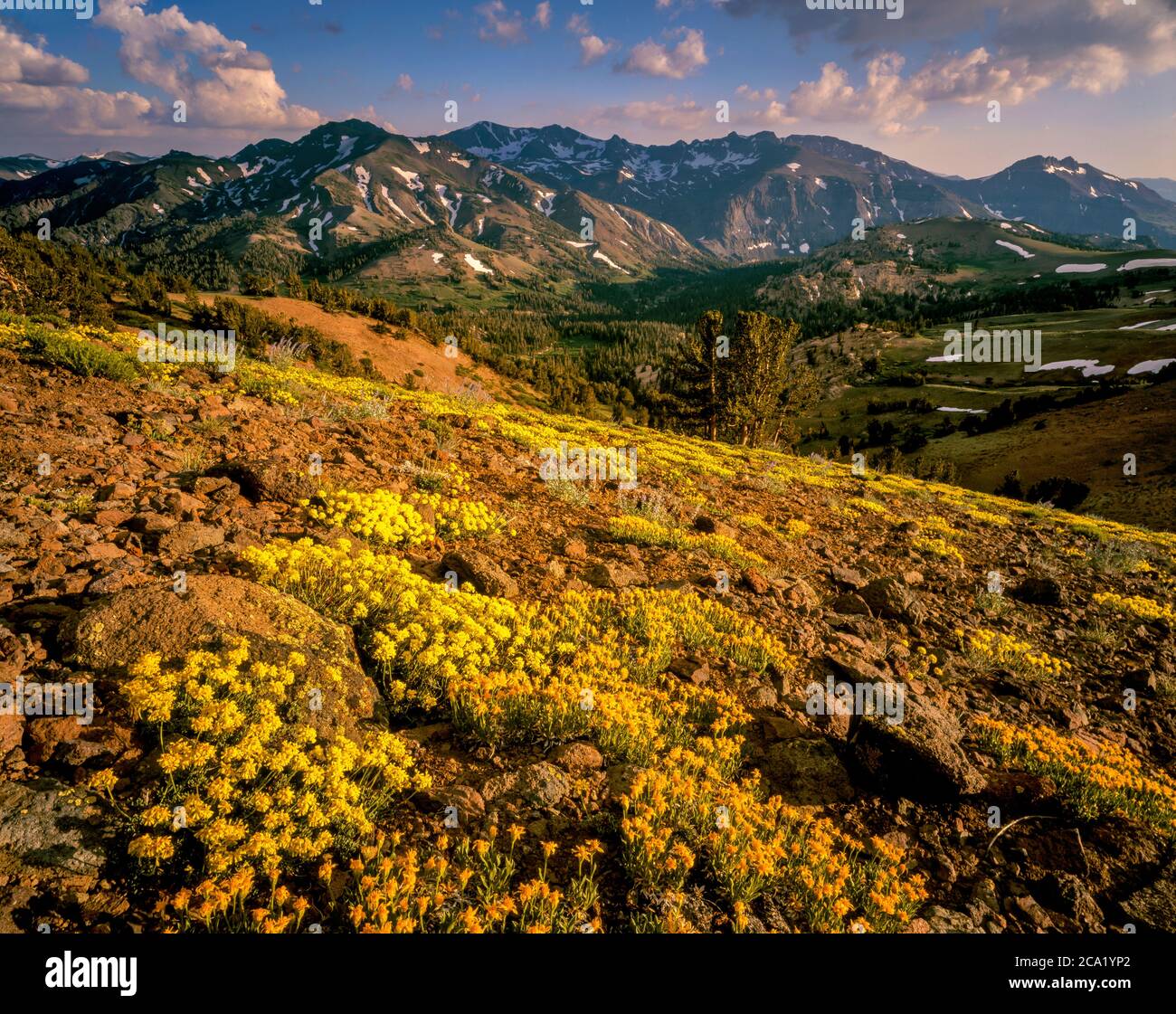 Sulphur Flowers, Carson-Iceberg Wilderness, Stanislaus National Forest, Sierra Nevada, Kalifornien Stockfoto