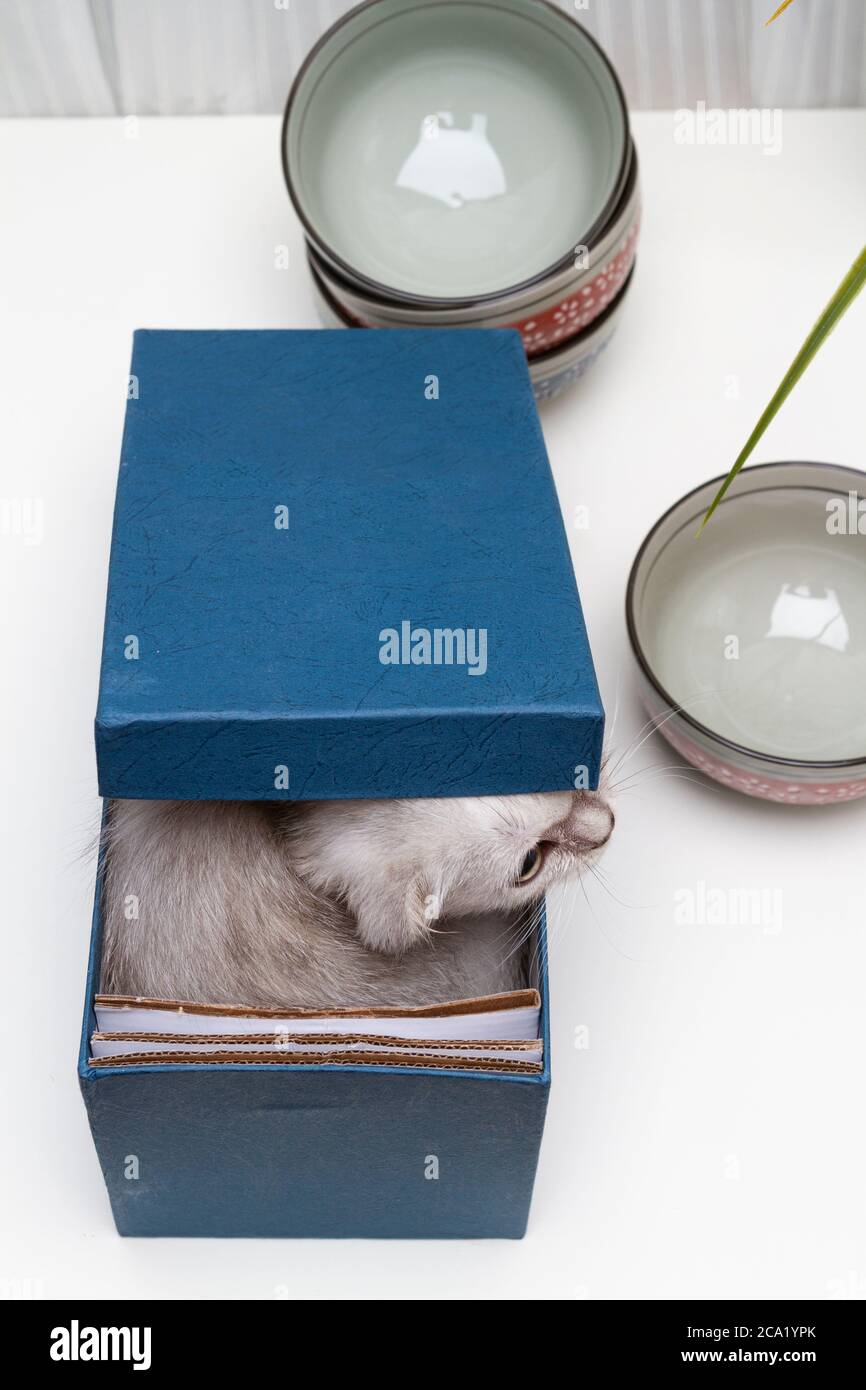 Katze in der Geschenkbox Stockfoto