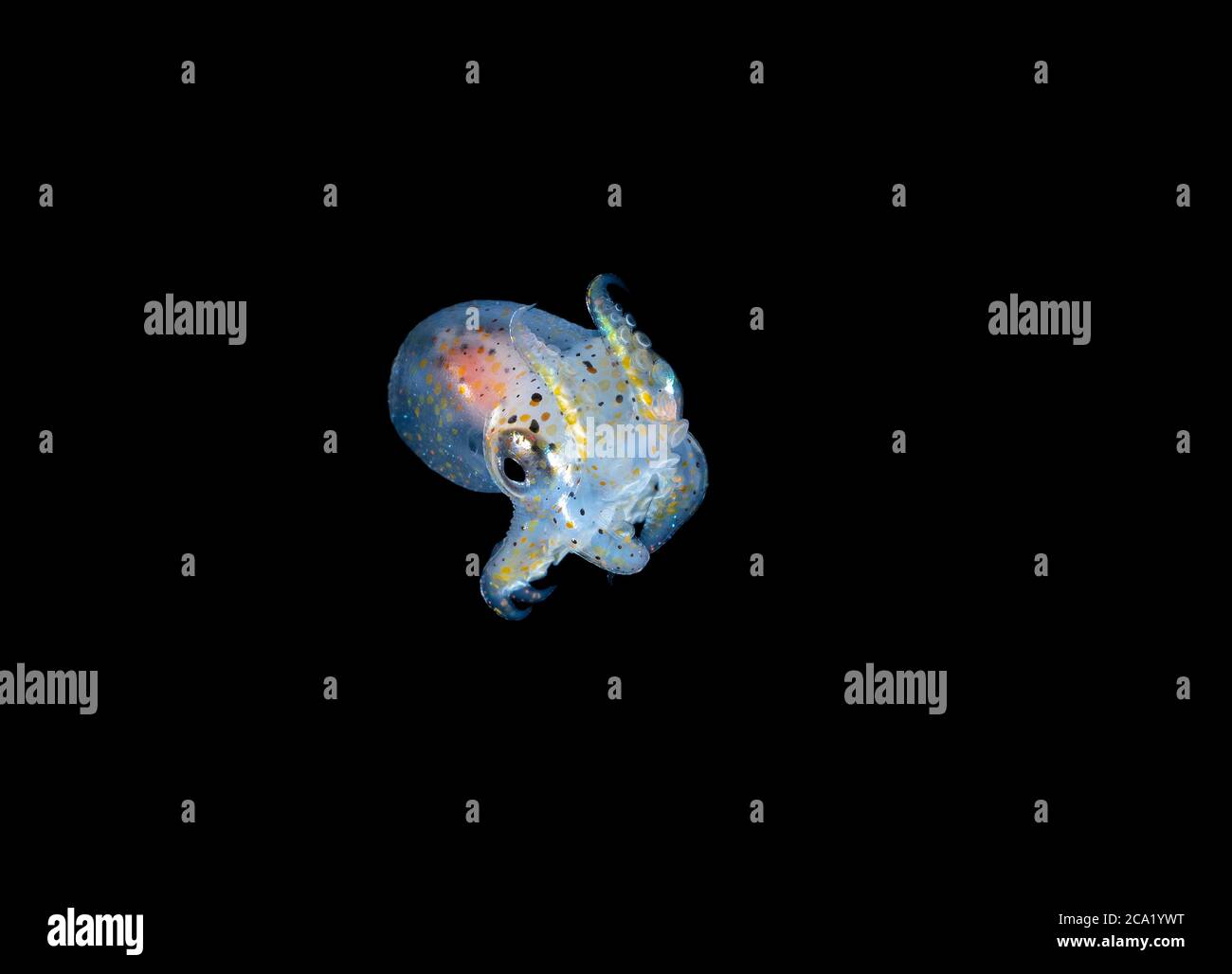 Ein Baby Oktopus, Octopus sp., paralarva, Driften im offenen Ozean in der Nacht während Blackwater Drift Tauchen, fotografiert bei 30 Fuß mit dem Boden mehr Stockfoto