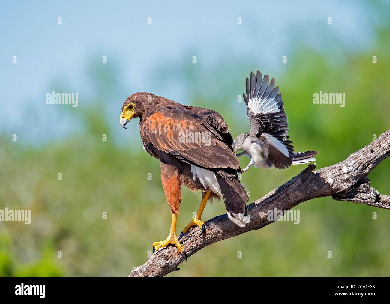 Northern Mocking Bird, Mimus polyglottos, aus erster Hand vor Harris's Hawk, Parabuteo unicinctus, aus seinem nahe gelegenen Nest, Texas, USA Stockfoto