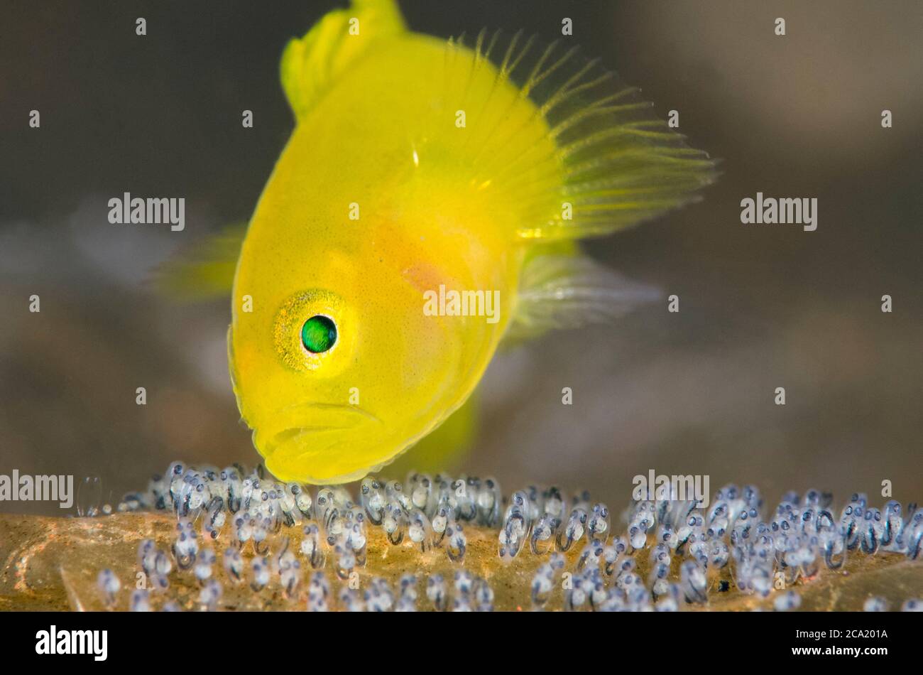 Yellow Goby, Lubricogobius exiguus, Pflege und Belüftung seiner Eier, Tulamben, Bali, Indonesien, Indo-Pazifik Stockfoto