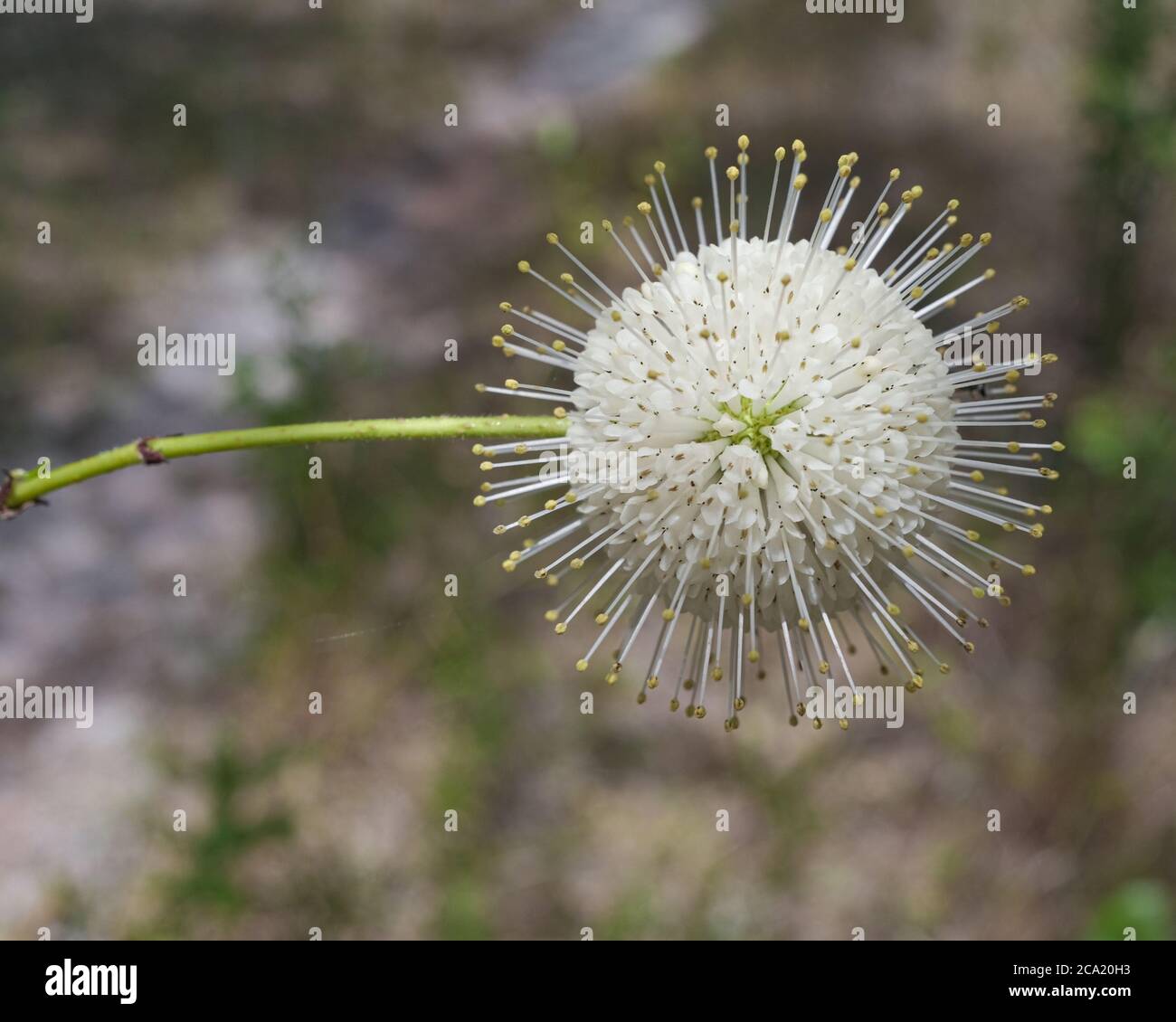 Buttonbuschblüten. Florida Strauch mit vielen Stistillen. Stockfoto