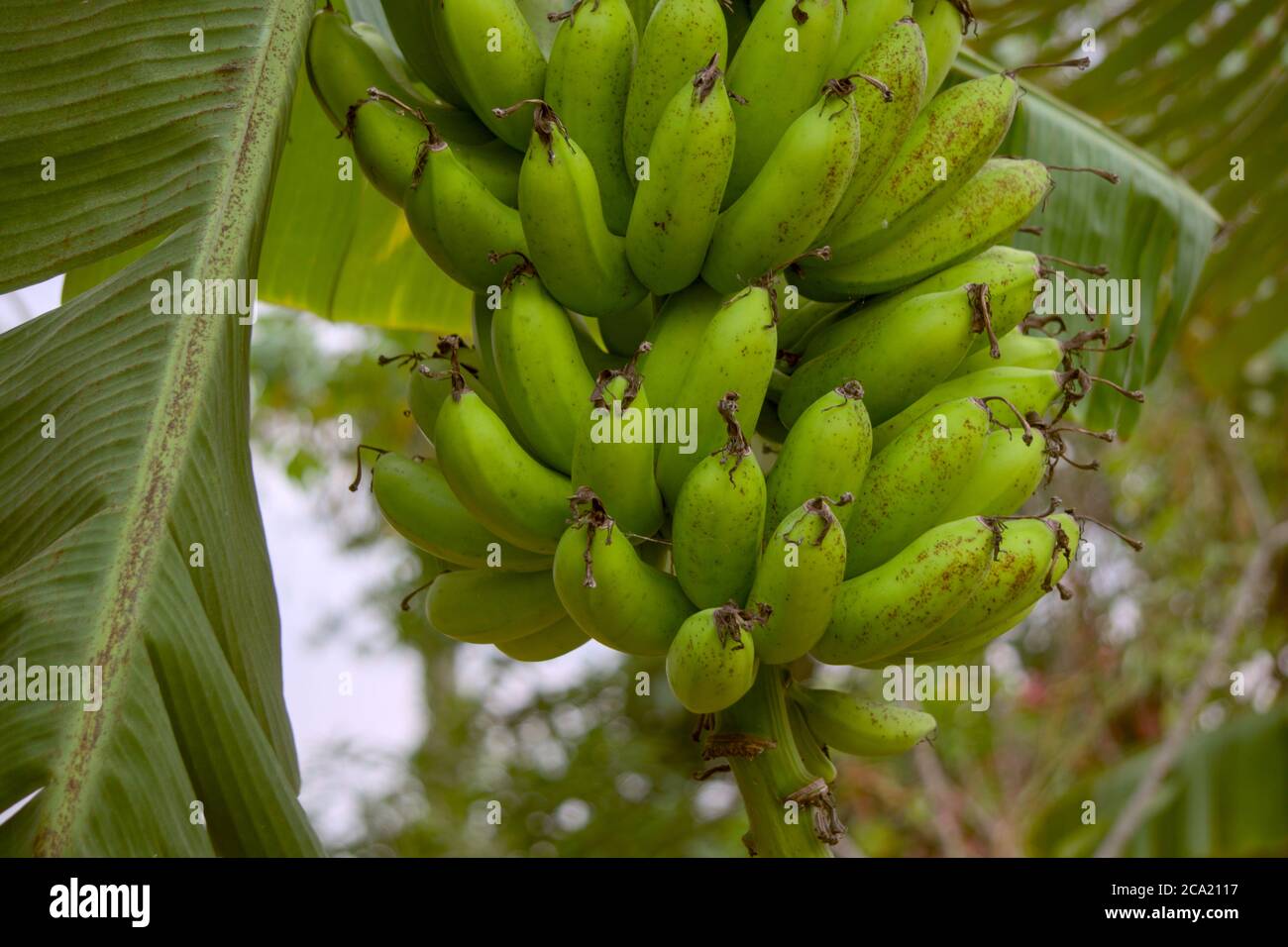 Banana tree bunch bananas plantations Fotos und Bildmaterial in hoher