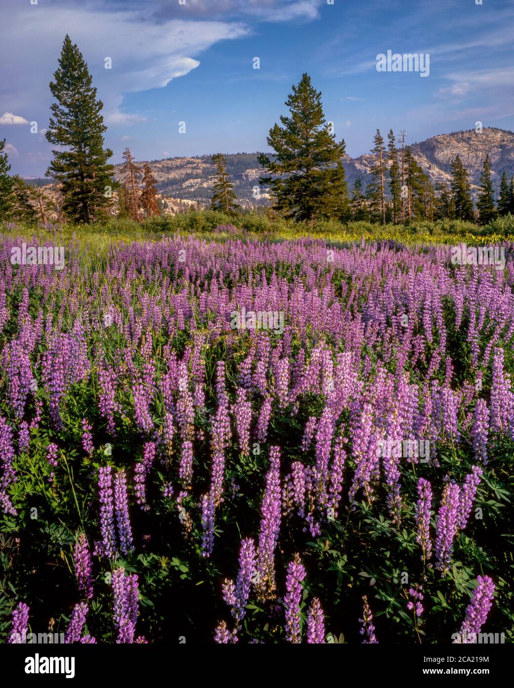 Lupine, Horse Meadow, Emigrant Wilderness, Stanislaus National Forest, Sierra Nevada Mountains, Kalifornien Stockfoto