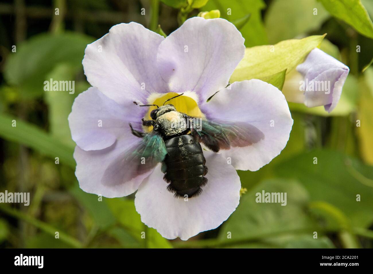Carpenter Bee bestäubt lila Blüten Stockfoto