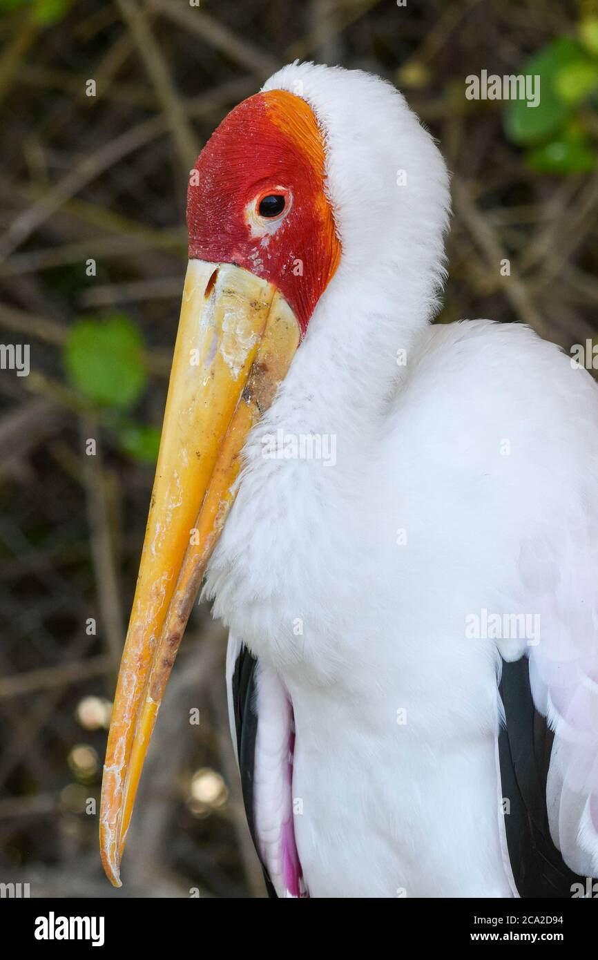 Eine Nahaufnahme eines Yellow-Billed Stork (mycteria Ibis) Zeigt aus seinen Schnabel bei Sonnenuntergang Stockfoto