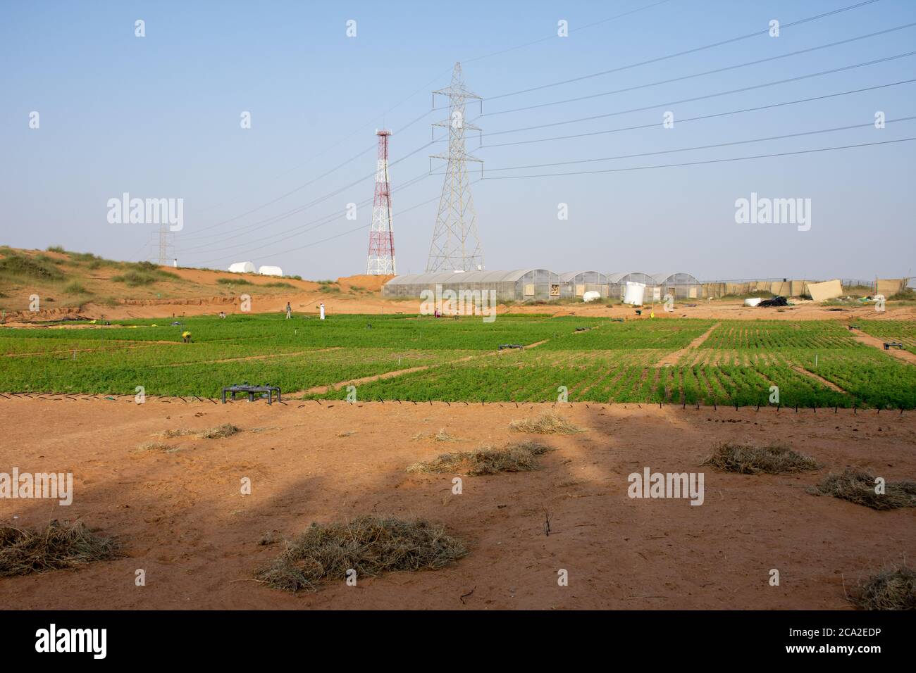 Desert Farm Kontrast zu grünen Pflanzen und blauen Himmel im Wüstensand in den Vereinigten Arabischen Emiraten (VAE). Kamelfutter wächst durch Gewächshäuser. Stockfoto