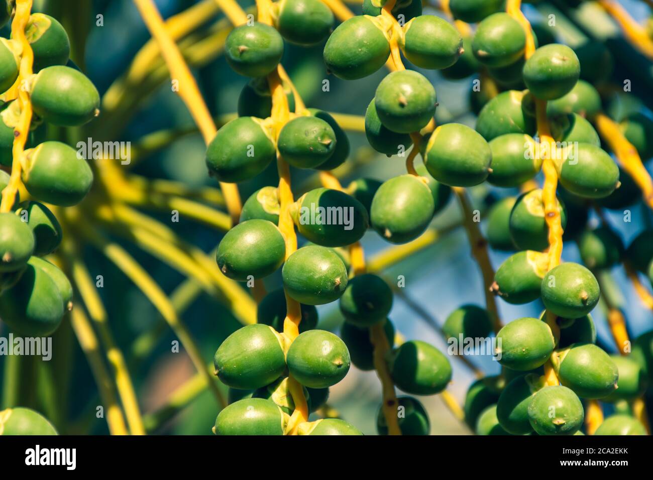 Datteln aus nächster Nähe auf einem Baum im Nahen Osten - Vereinigte Arabische Emirate oder Saudi-Arabien. Stockfoto