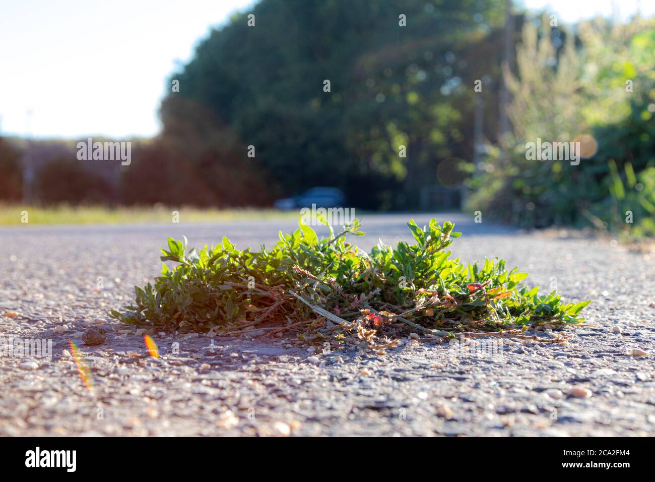 Einzelne Pflanze wächst aus einem Riss im Asphalt einer Straße, Polygonum Aviculare L., im Freien Stockfoto
