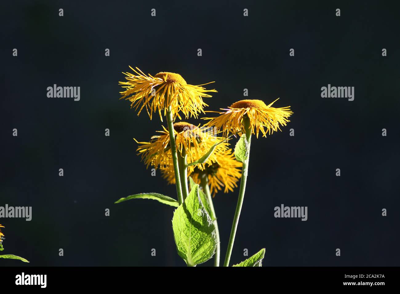 Inula helenium oder Pferdeheilung isoliert auf Schwarz. Stockfoto