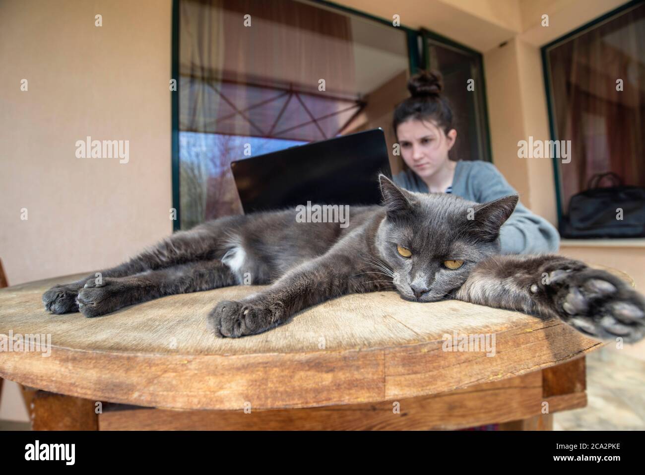 Ein Mädchen arbeitet auf einem Laptop, während die Katze ruht Stockfoto