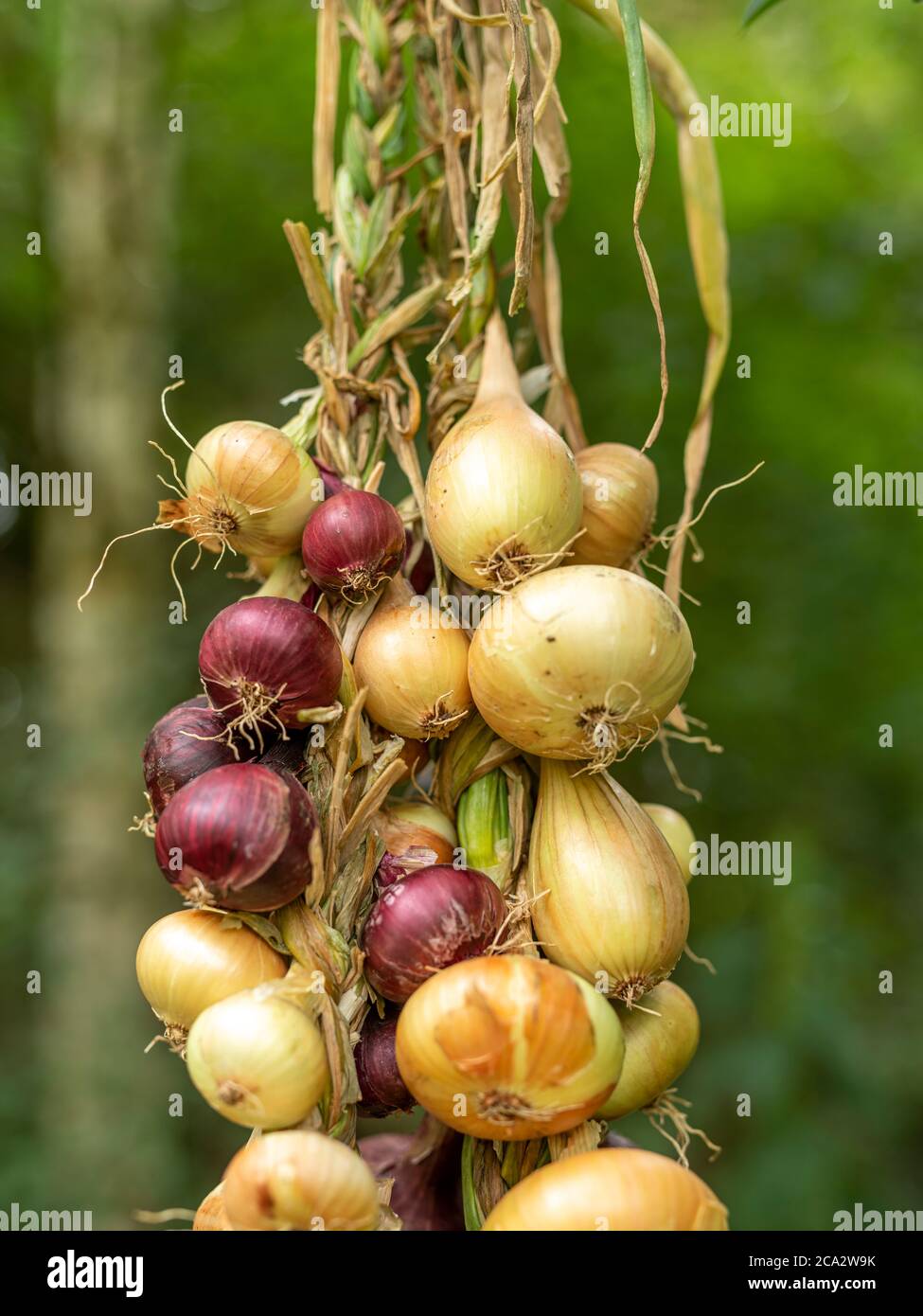 Verschiedene Arten von Zwiebeln in einem Geflecht vor einem verschwommenen grünen Hintergrund gebunden Stockfoto