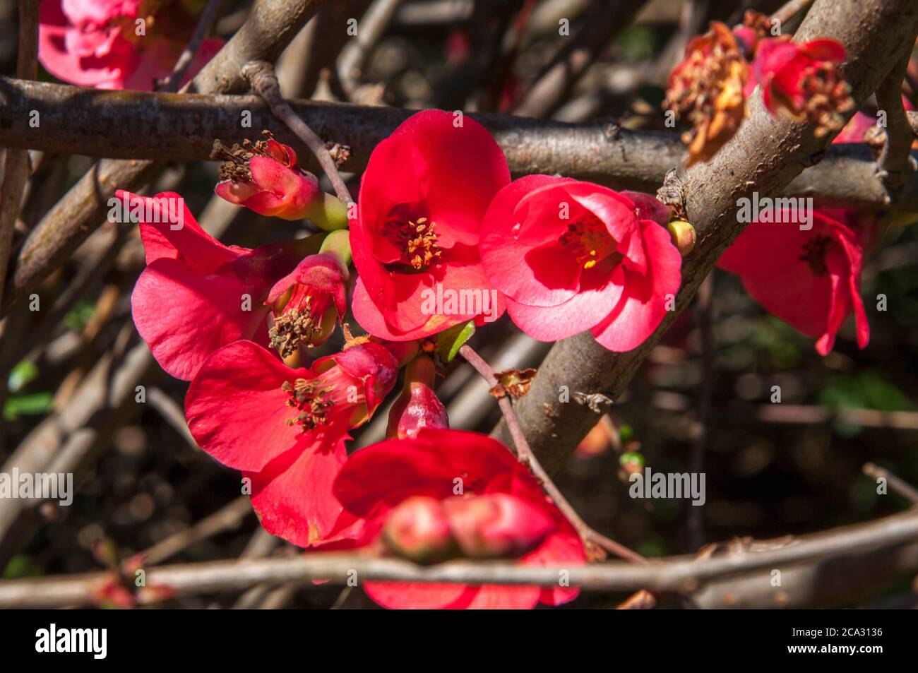 Blühender Japonica im Juni 2020, Melbourne, Australien Stockfoto