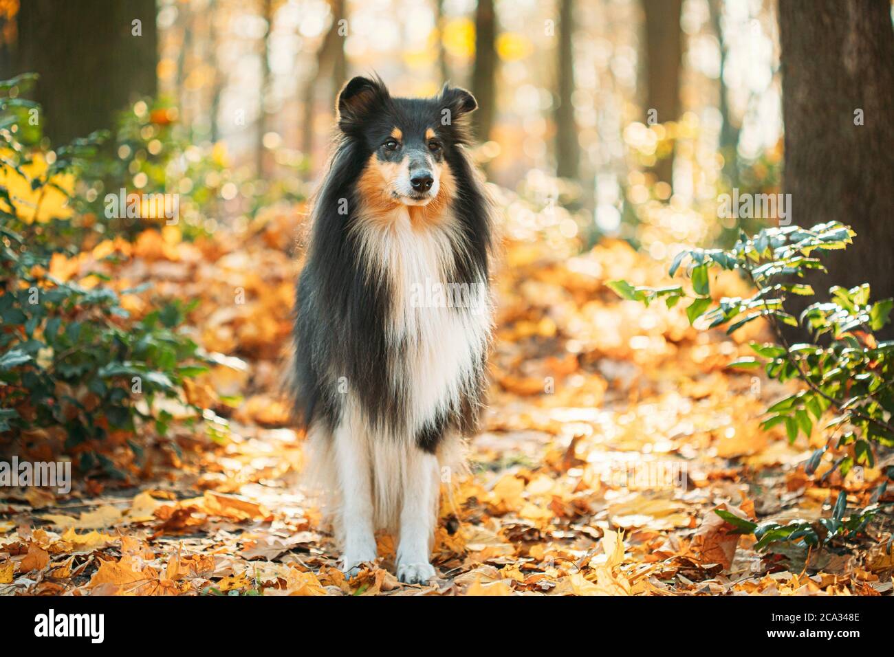 Schottischer Collie Stockfotos Und Bilder Kaufen Alamy