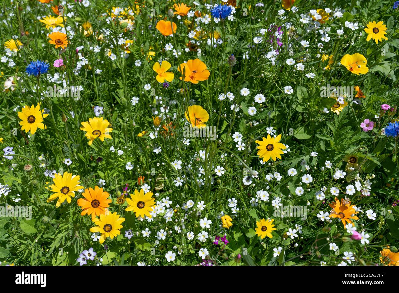 Schöne sonnige bunte Blumenwiese Stockfoto