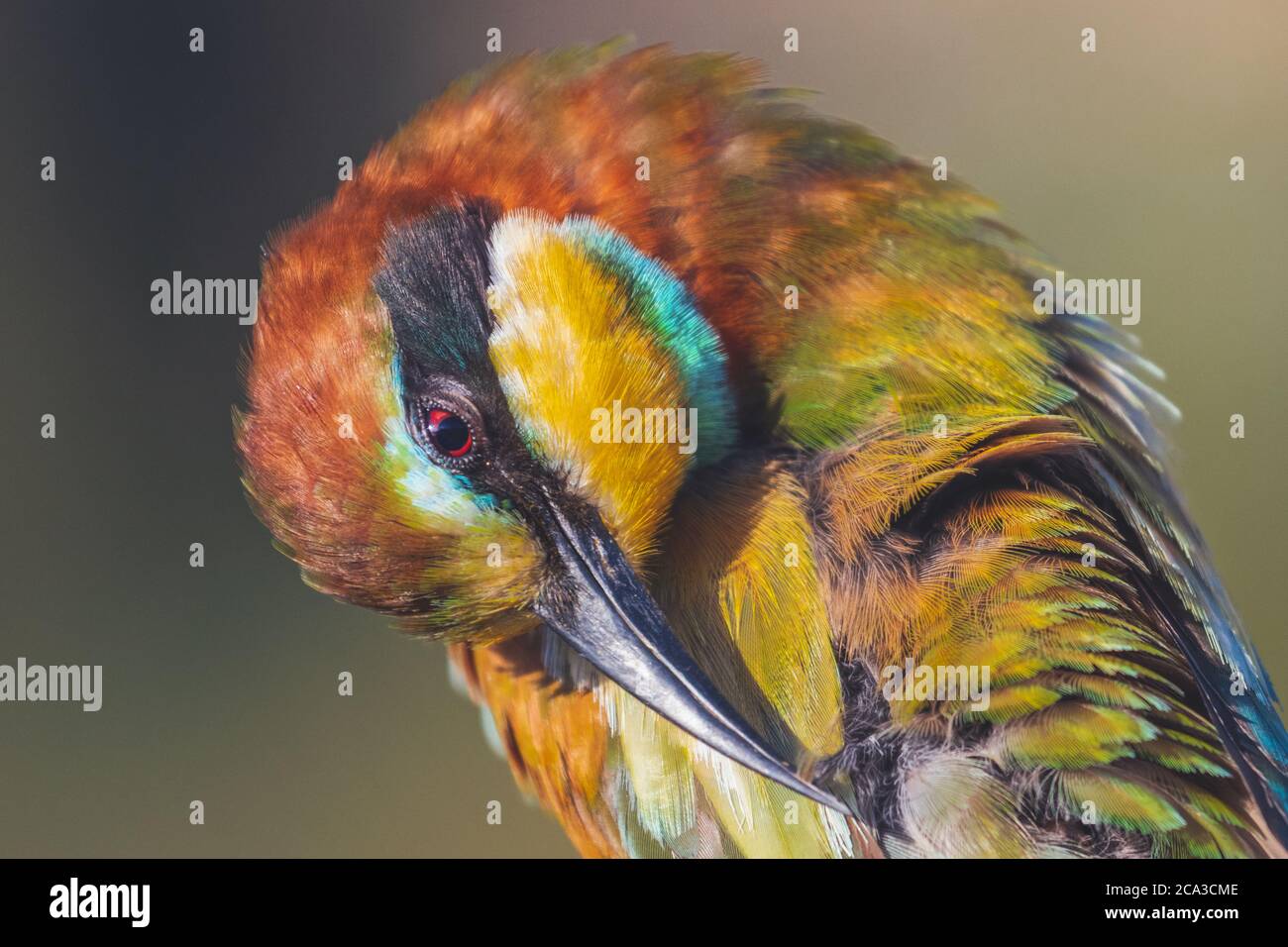 Schöner Vogel reinigt Federn mit langem Schnabel Stockfoto