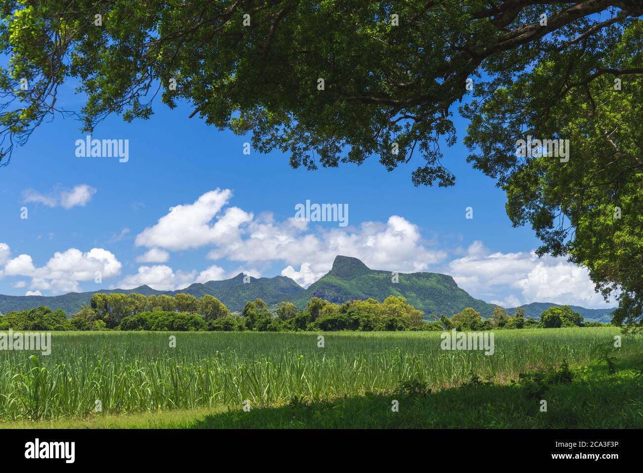 Panoramablick auf Berge und Zuckerrohrfelder in Mauritius, Afrika Stockfoto