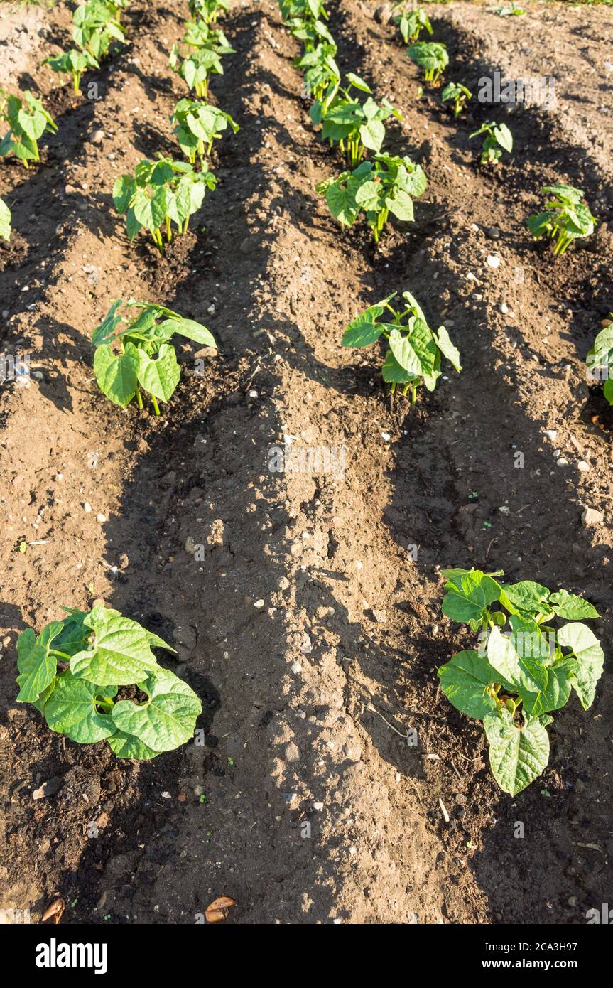 Frische junge Stringbohnenpflanzen auf einem sonnigen Gemüsegarten Patch. Vitamine gesunde biologische homegrown Frühjahr Bio - Stock Bild Stockfoto