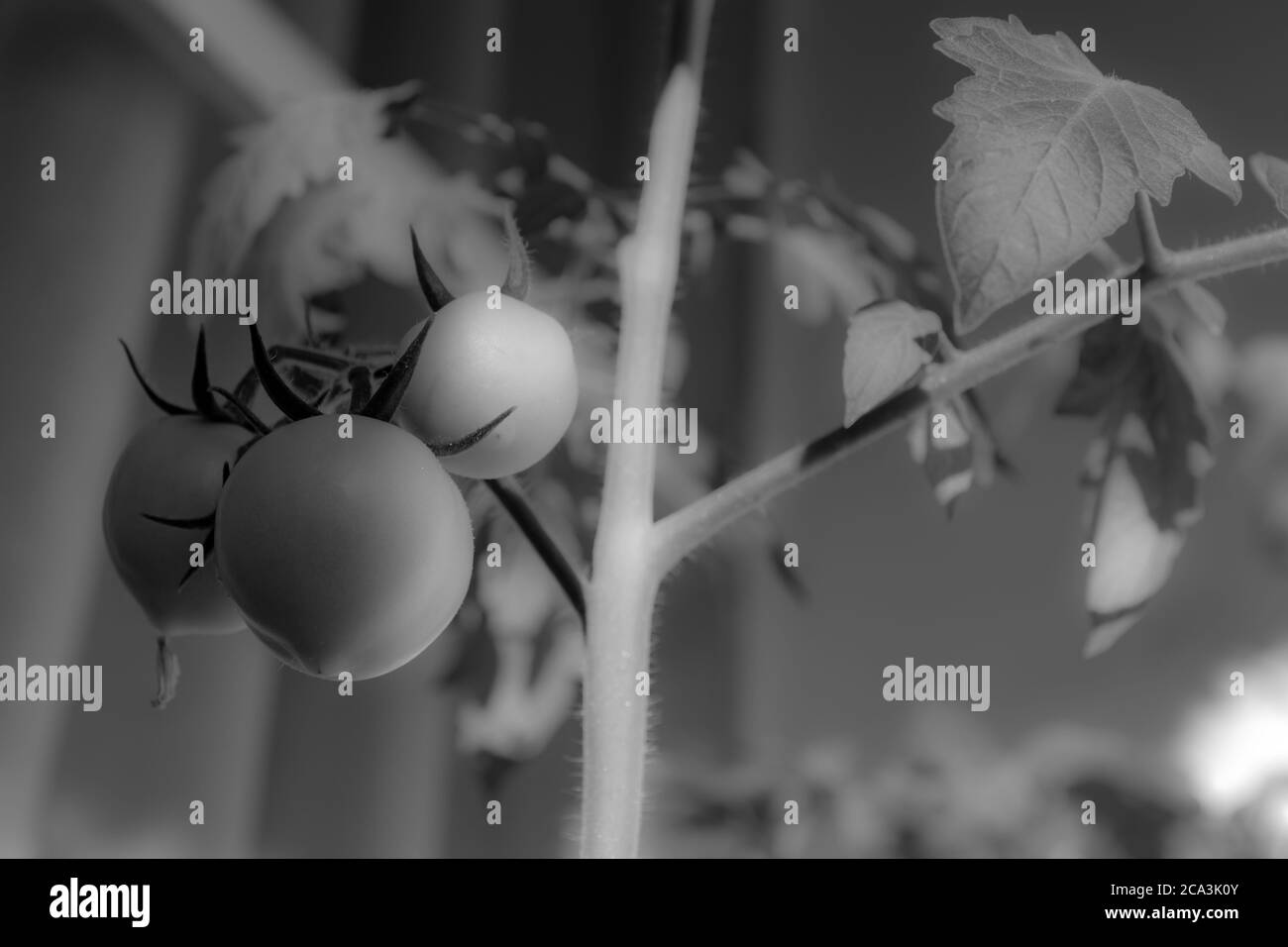 Der Gemüsegarten auf dem Balkon trägt Früchte, der Tomatenhaufen erscheint auf der Tomatenpflanze. Stockfoto