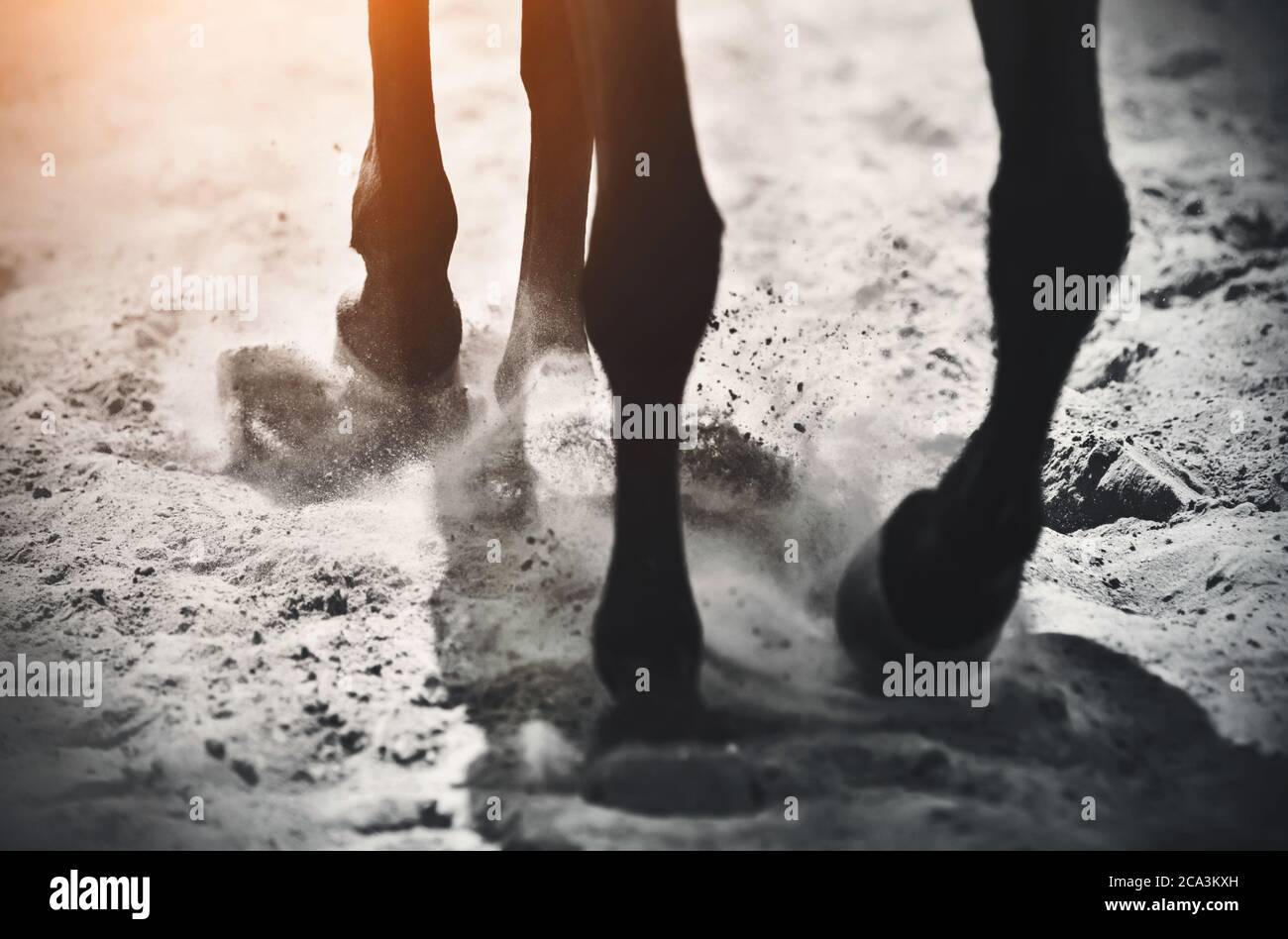 Die Hufe des Pferdes galoppieren über den losen Sand und heben Staub in die vom Sonnenlicht erleuchtete Luft. Stockfoto