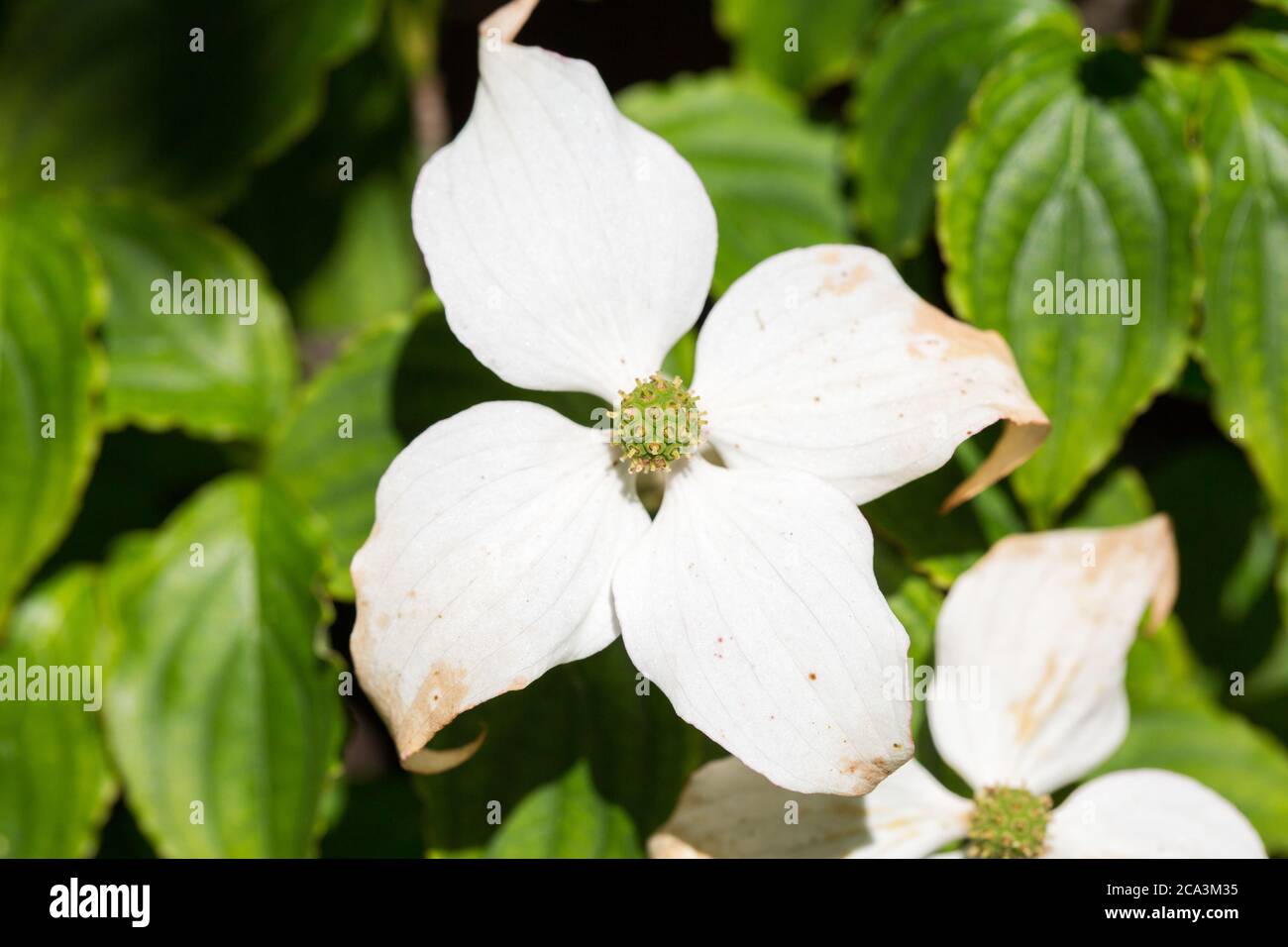 Nahaufnahme von Comus kousa. Gebräuchliche Namen sind kousa dogwood, chinesisch, koreanisch oder japanisch dogwood Stockfoto