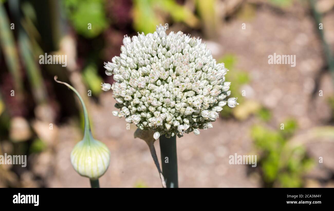 Nahaufnahme einer Lauch-Blüte (Allium porrum). Lauch ist ein beliebtes Gemüse und eine Zutat in vielen Gerichten. Stockfoto